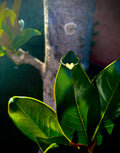 Cuore_